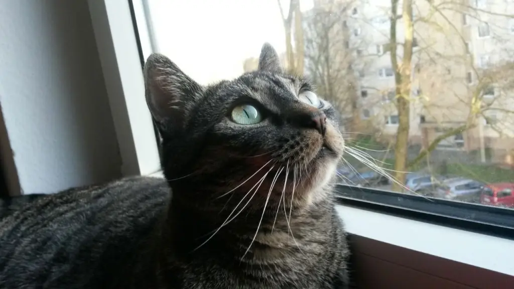 Image from Tigger