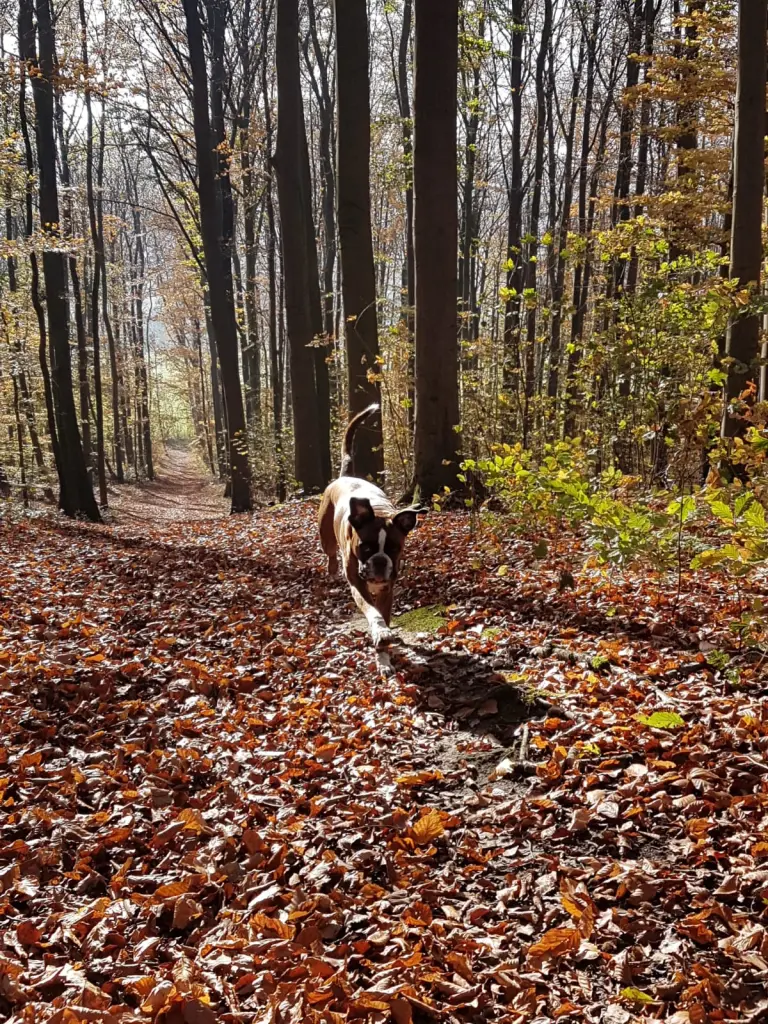 Condolence image of Karina und Jörg mit Floyd im ❤