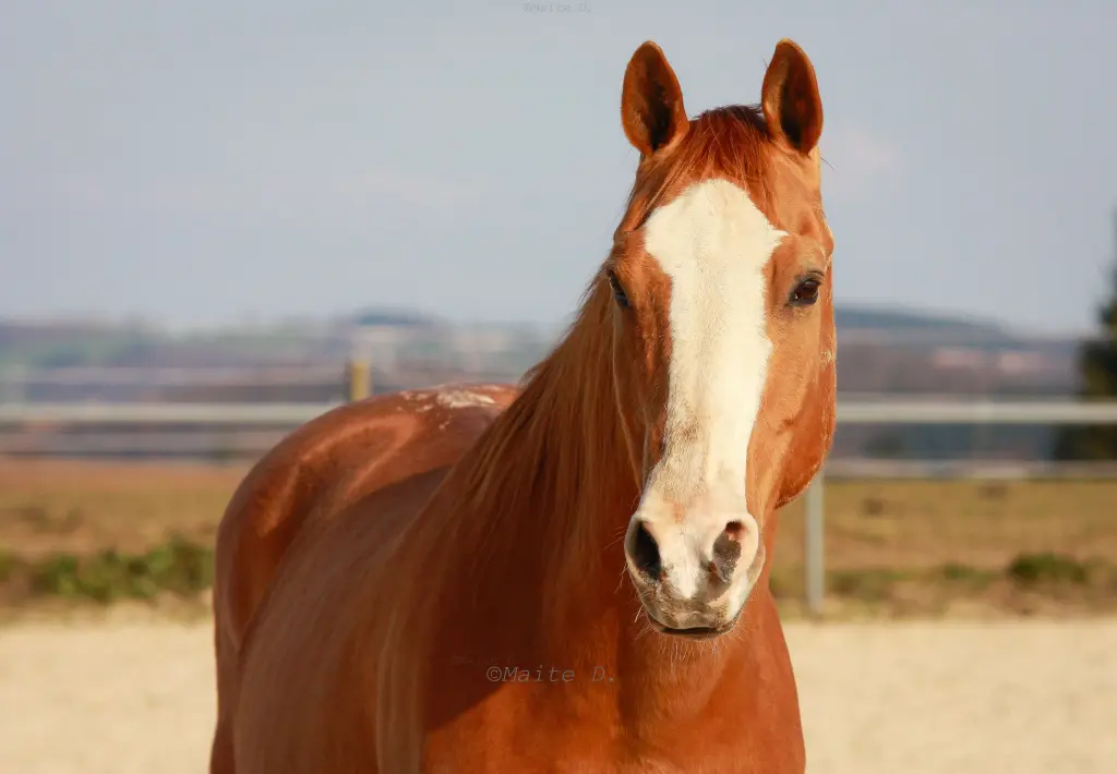 Image from Rosso