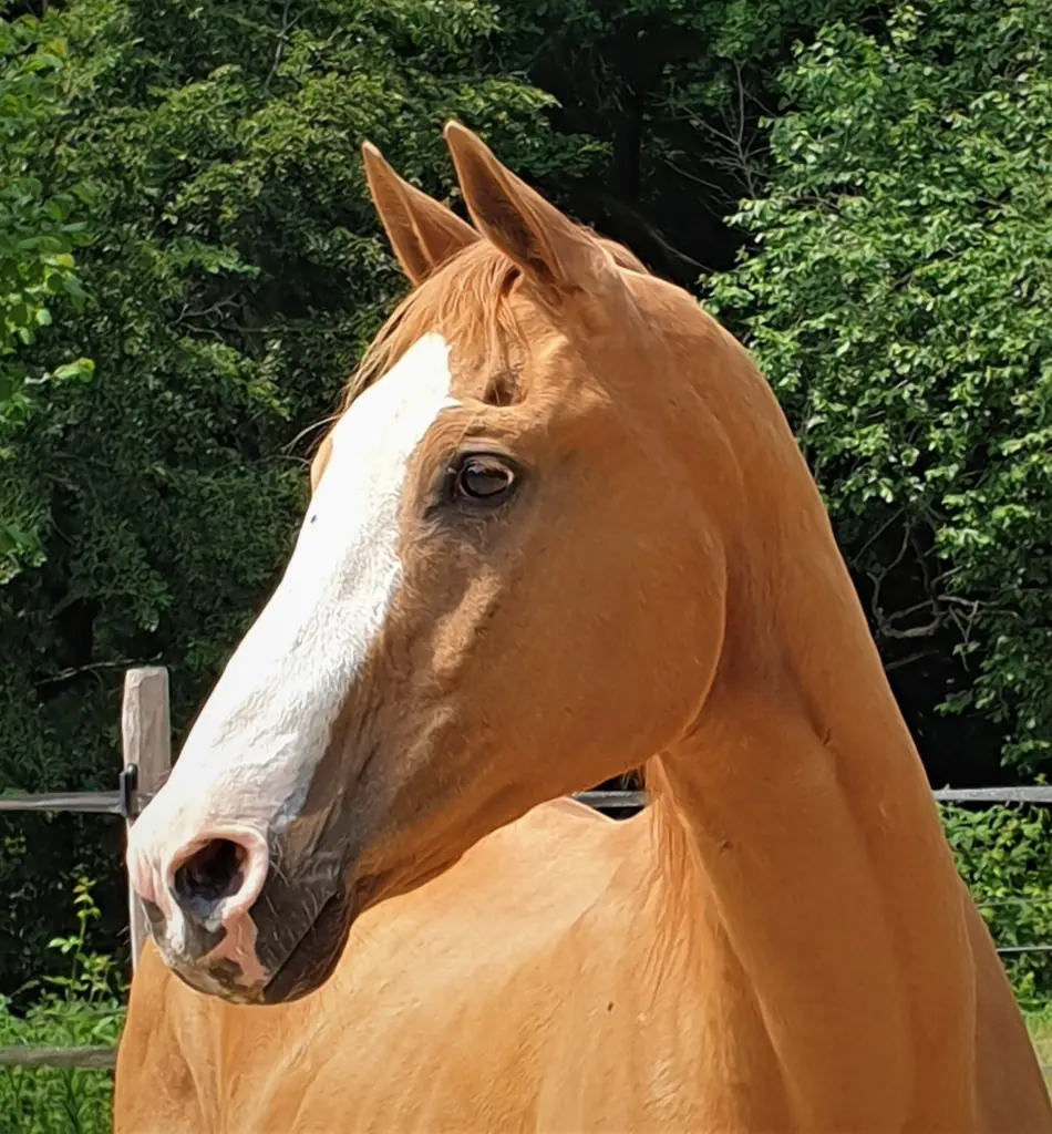 Image from Rosso