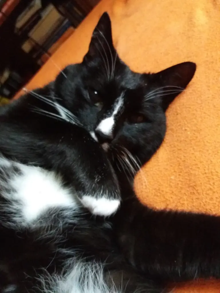 Condolence image of Cornelia mit Bandit im Herzen❤gest.24.09.21