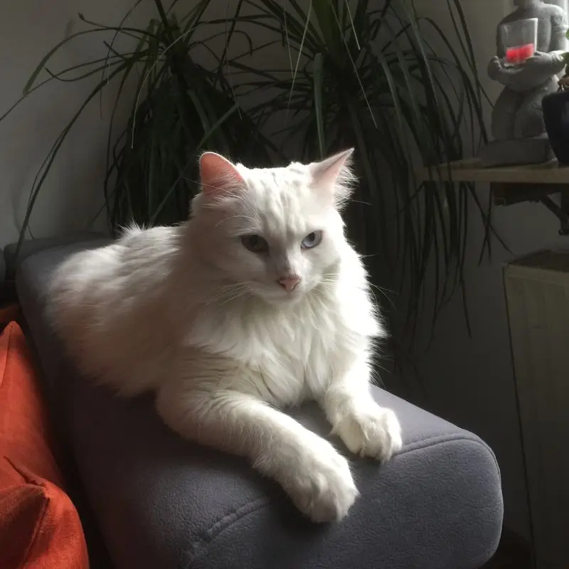 Image from Simba