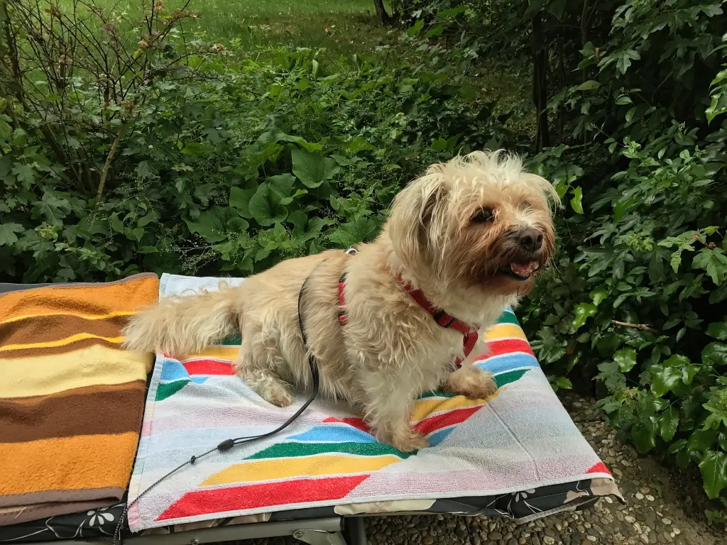 Andachtsbild von Yanca und Mircea