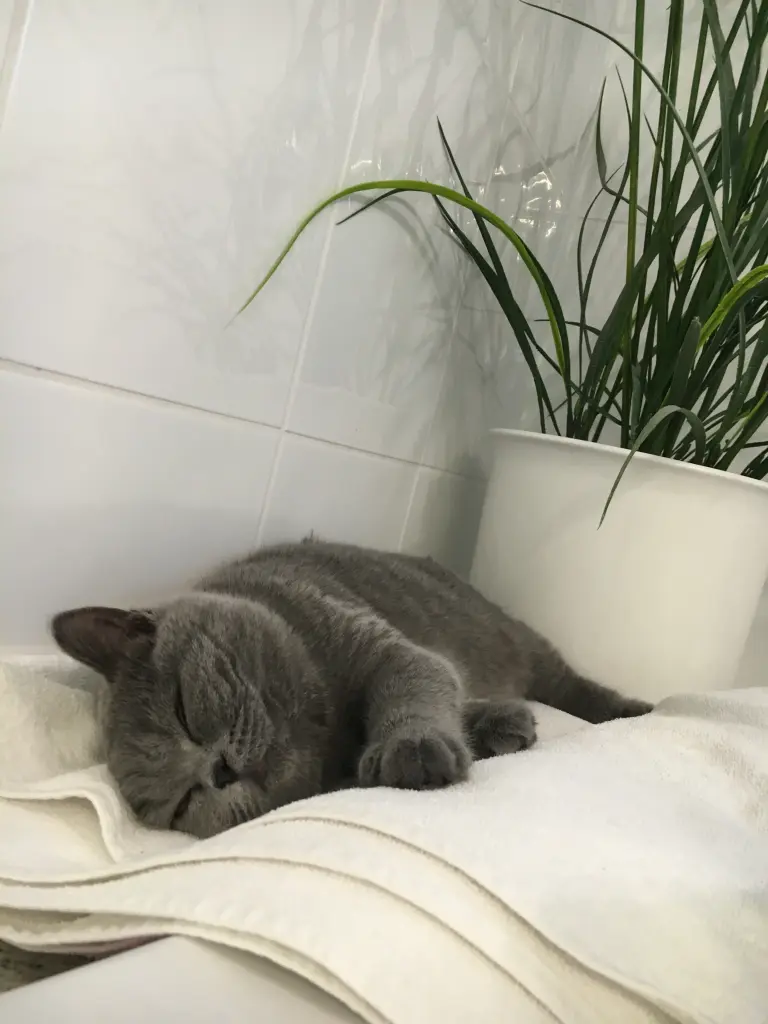 Andachtsbild von Sonja mit Emma tief im Herzen