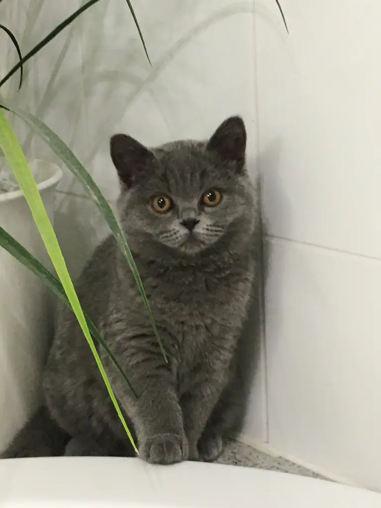 Andachtsbild von Unbekannt