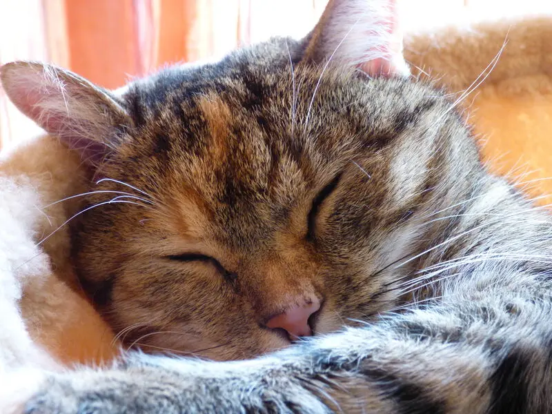 Andachtsbild von Daniela mit Pauline im ♥️ (+27.05.2021)