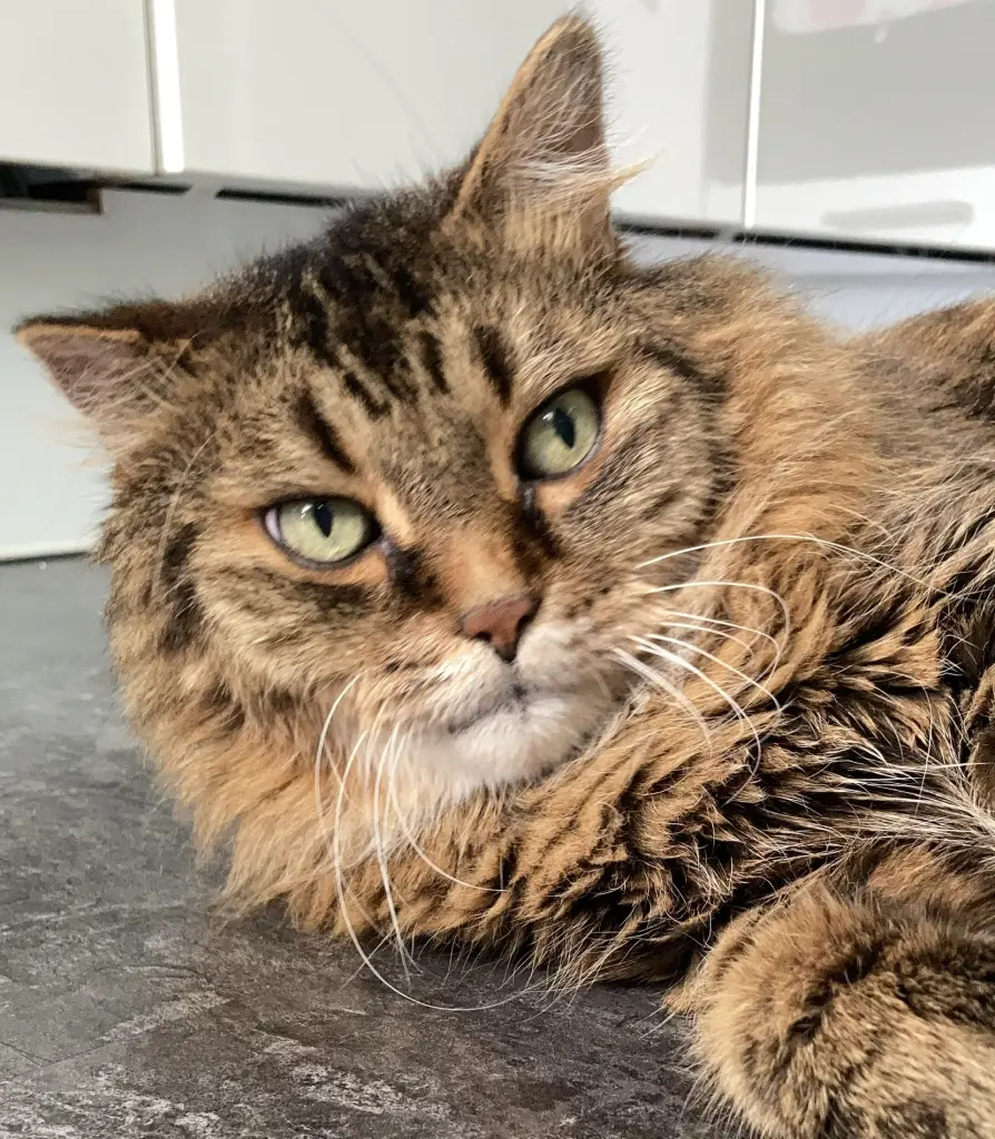 Andachtsbild von Ramona mit Rambo im Herzen ❤️