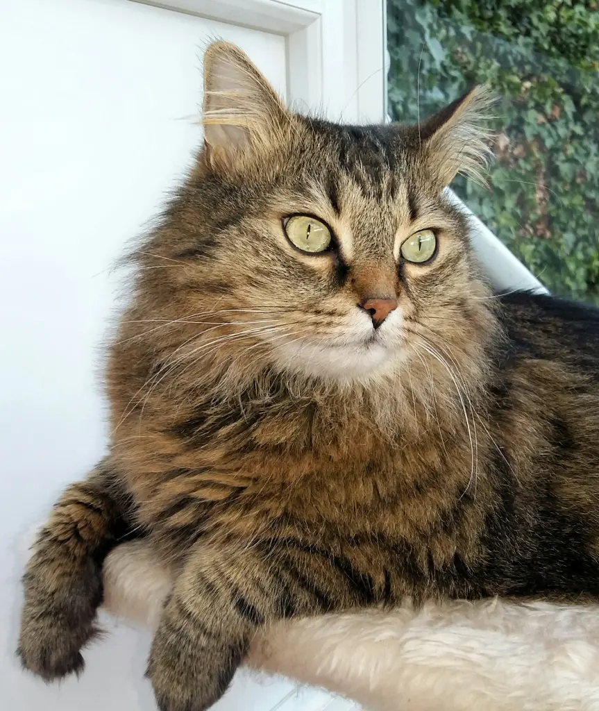 Andachtsbild von Ramona mit Rambo im Herzen ❤️❤️