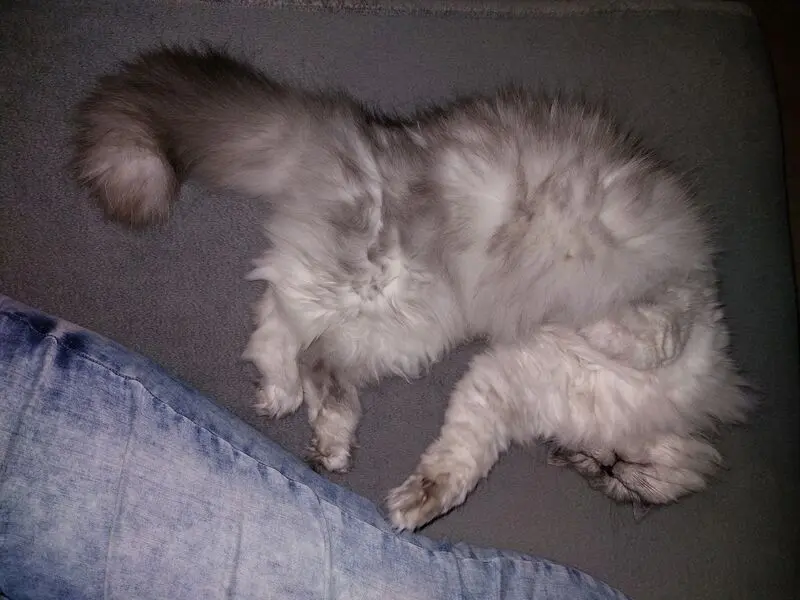 Andachtsbild von Daniela mit Pauline im ♥️ (+27.05.2021)