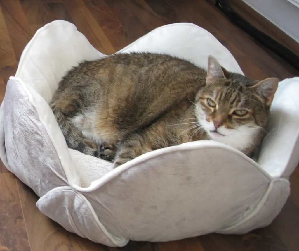 Andachtsbild von Elisabeth mit Marple im Herzen