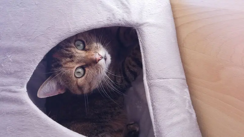 Andachtsbild von Daniela mit Pauline im ♥️ (+27.05.2021)