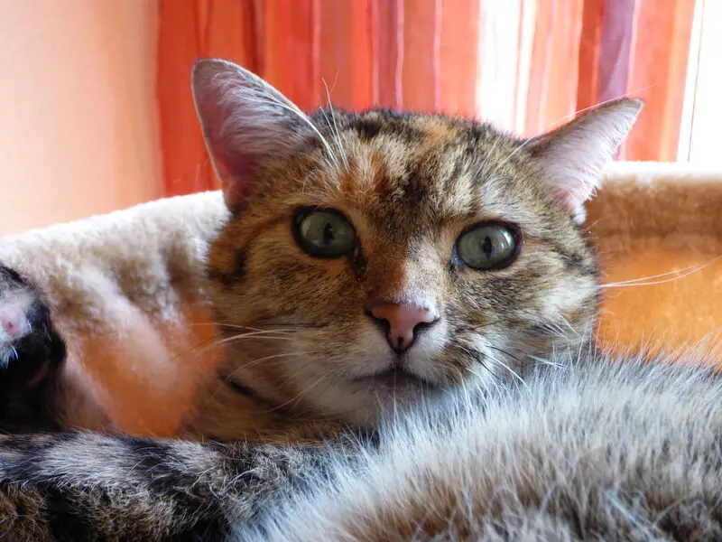 Andachtsbild von Daniela für das Engelchen Emma ❤️