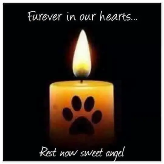 Andachtsbild von Corinna mit Emma, Pummelchen und anderen Sternlein im Herzen