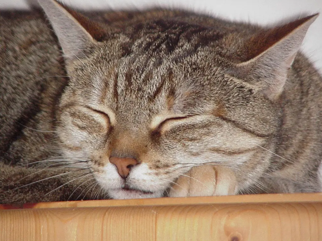 Andachtsbild von Marple