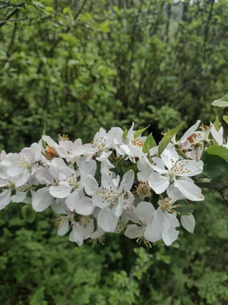 Andachtsbild von Von Emma an Emma