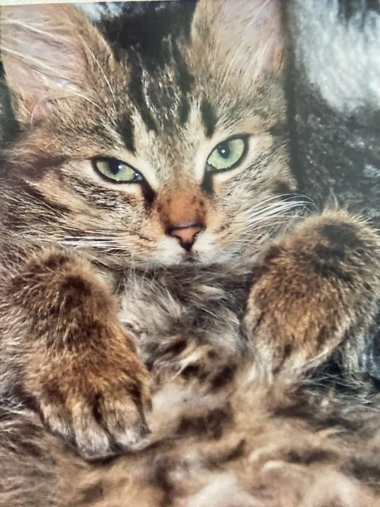 Andachtsbild von Rambo mit Mama Ramona