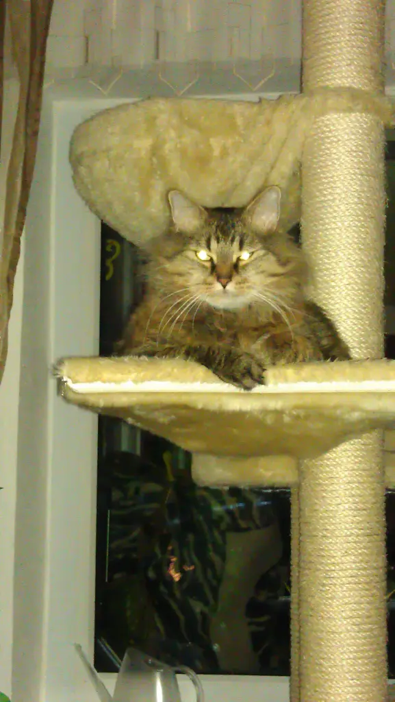 Andachtsbild von Rambo mit Mama Ramona 