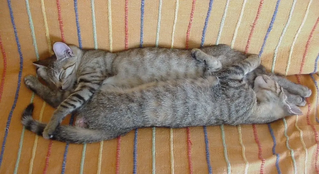 Andachtsbild von Marple und Elisabeth für Emma und Sonja