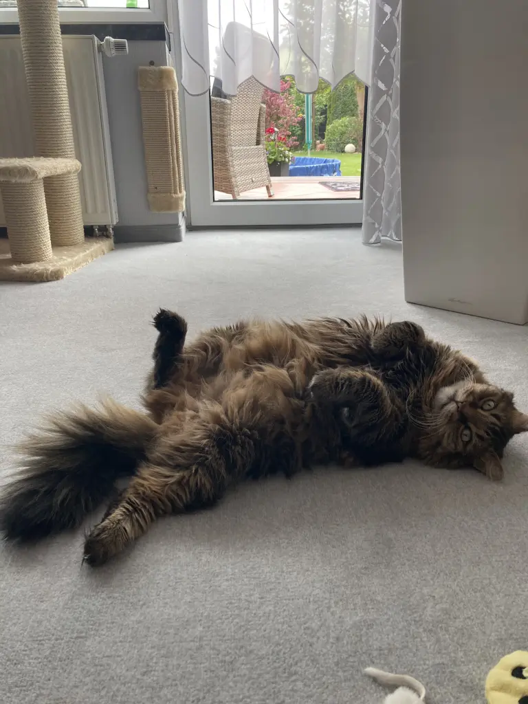 Andachtsbild von Ramona mit Rambo im ❤️