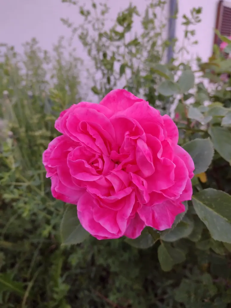 Andachtsbild von Corinna mit Emma, Pummelchen und anderen Sternlein im Herzen