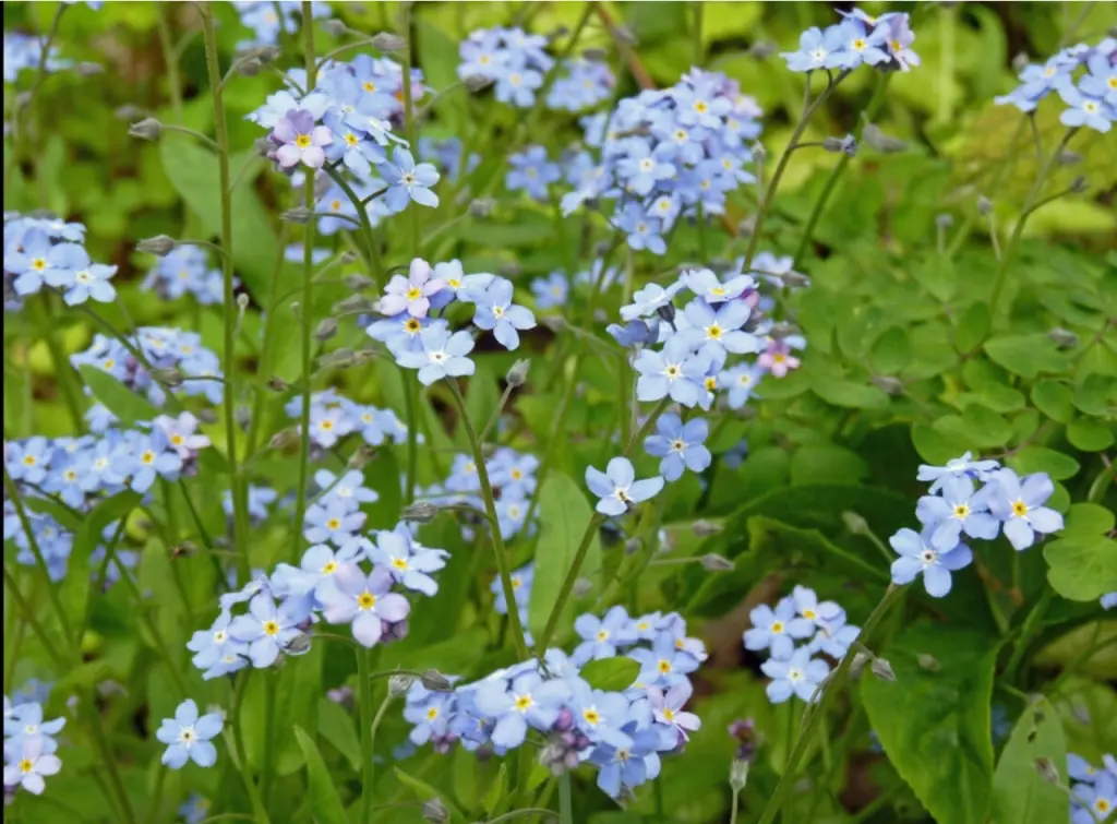 Andachtsbild von Pauline für Sternenprinzessin Emma ❤️