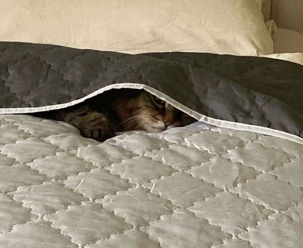 Andachtsbild von Rambo und Mama Ramona 