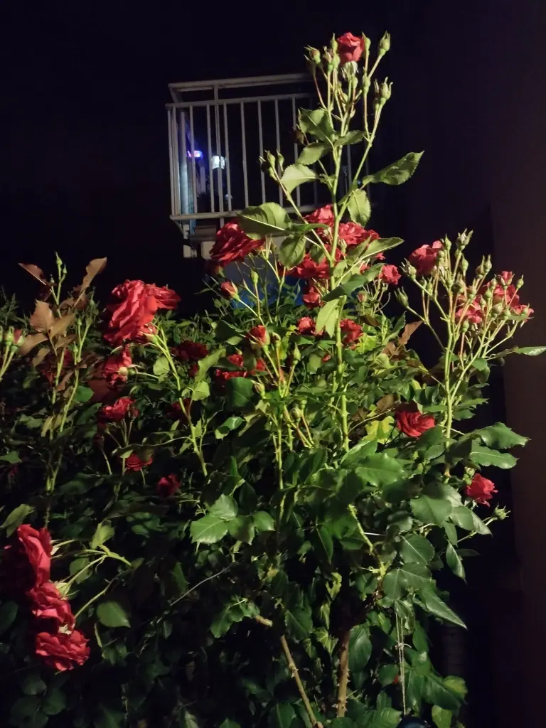 Andachtsbild von Von Emma an Emma