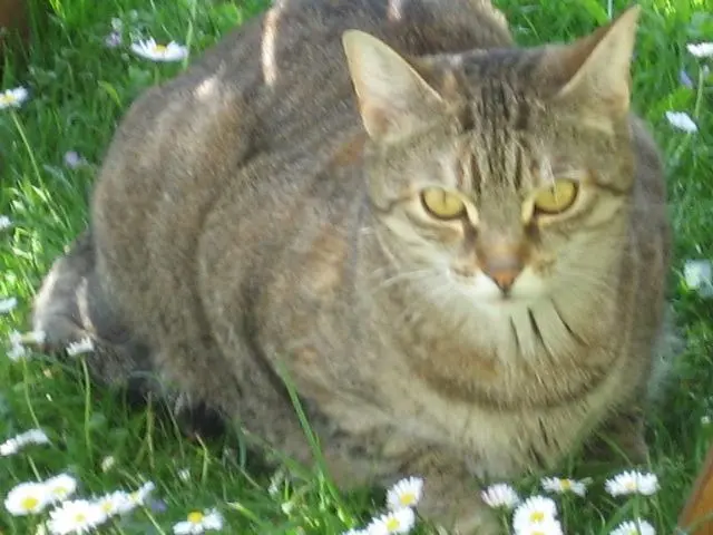 Andachtsbild von Elisabeth mit Marple im ♥