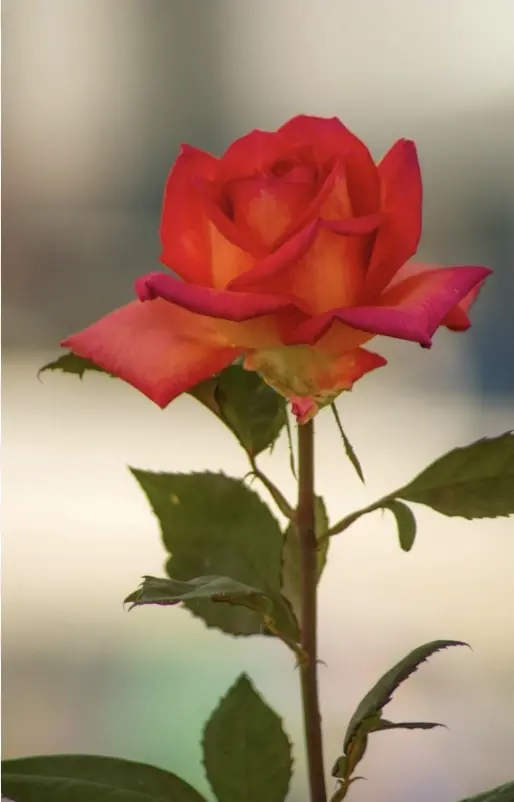 Andachtsbild von Pauline für meine Freundin Emma ❤️