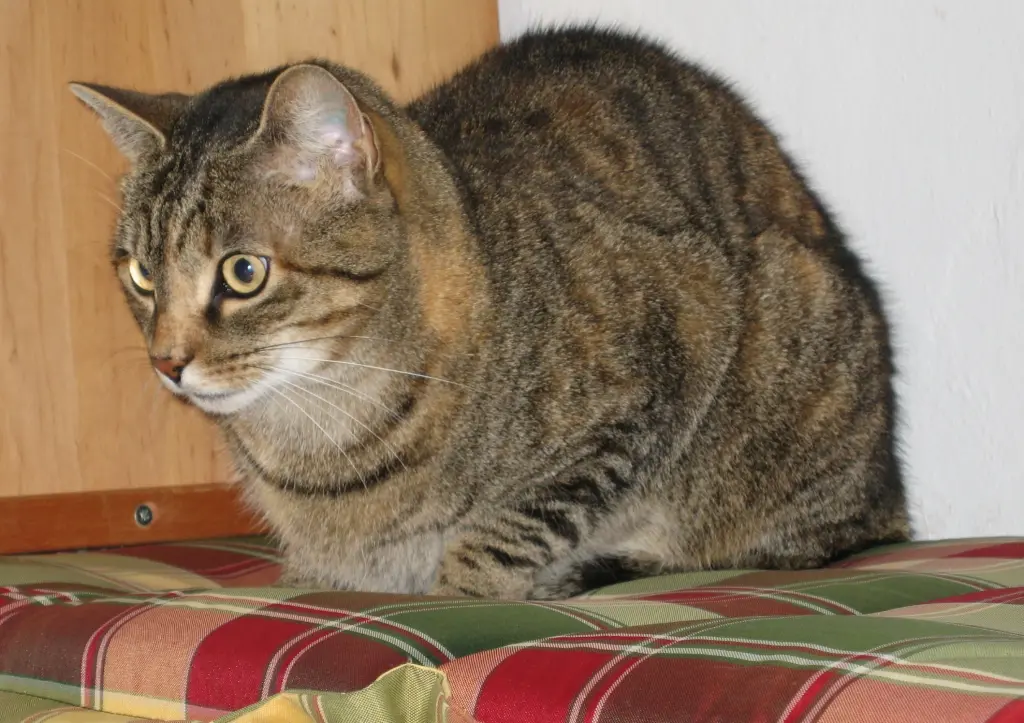 Andachtsbild von Christie an Emma, Elisabeth 