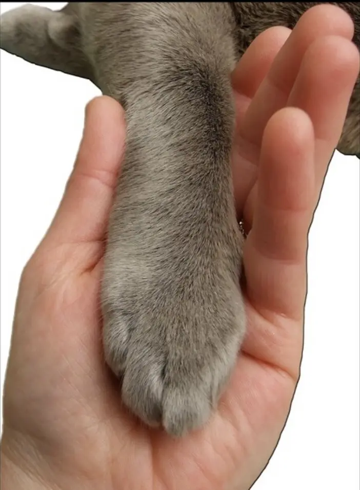 Andachtsbild von Mama an Emma