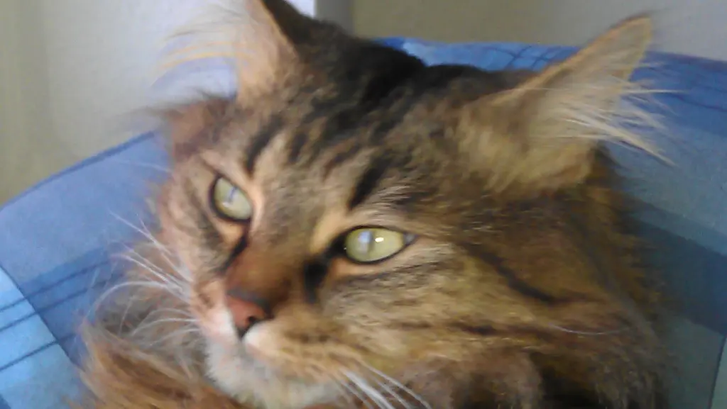 Andachtsbild von Ramona mit Rambo im ❤️