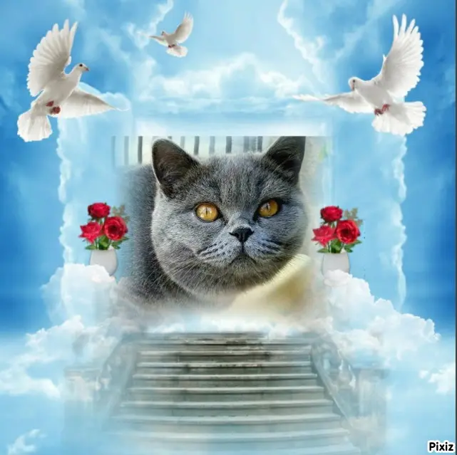 Andachtsbild von Tanja mit Timmy im Herzen 