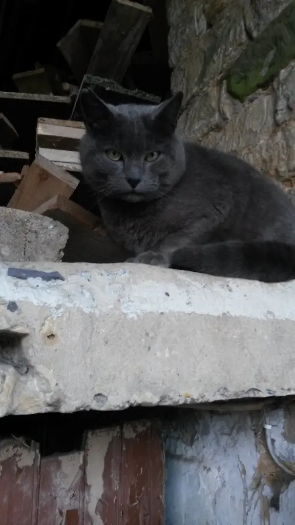 Andachtsbild von Corinna mit Grizzly im Herzen