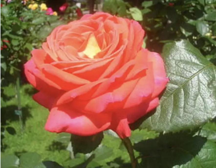 Andachtsbild von Pauline  an Emma ❤️