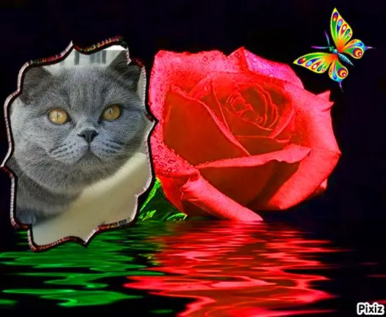 Andachtsbild von Tanja mit Timmy im Herzen 