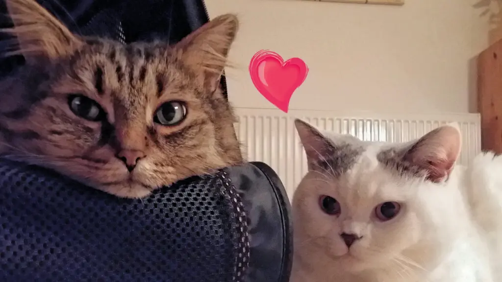 Andachtsbild von Ramona mit Rambo ❤️