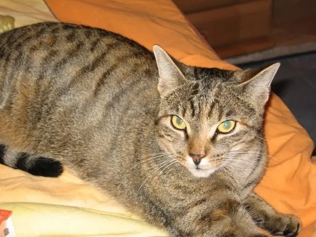 Andachtsbild von Marple an Emma