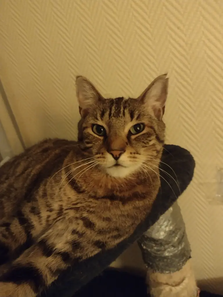 Andachtsbild von Tiggi