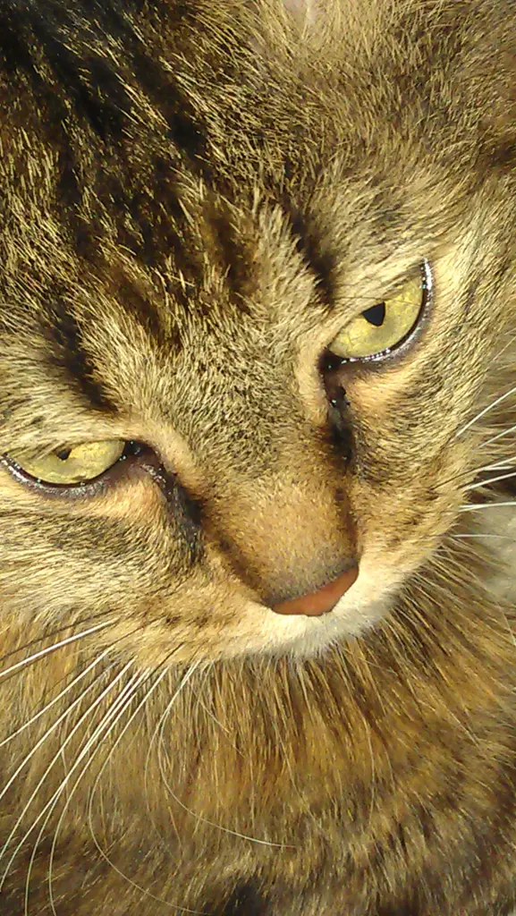 Andachtsbild von Ramona mit Rambo ❤️