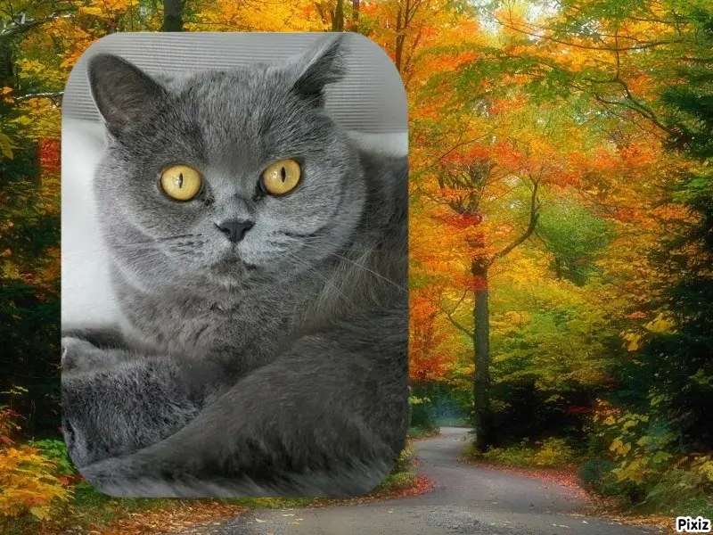 Andachtsbild von Tanja mit Timmy im Herzen 