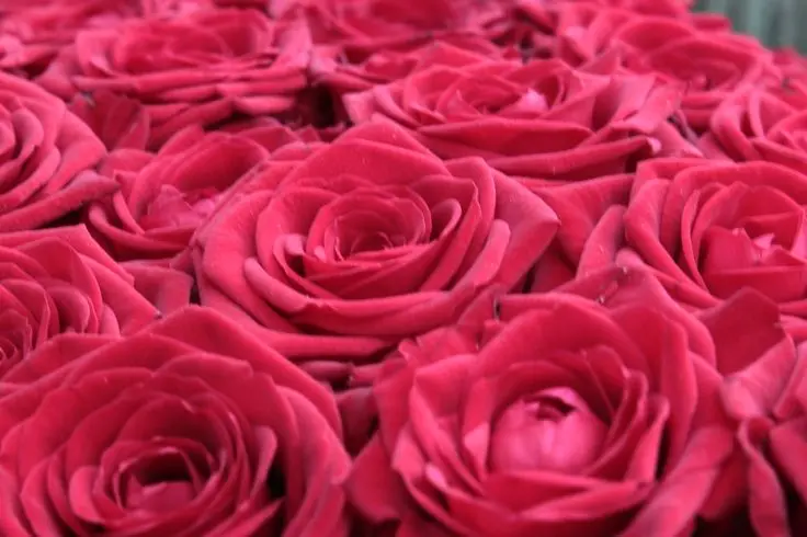 Andachtsbild von Elisabeth mit Marple im ♥