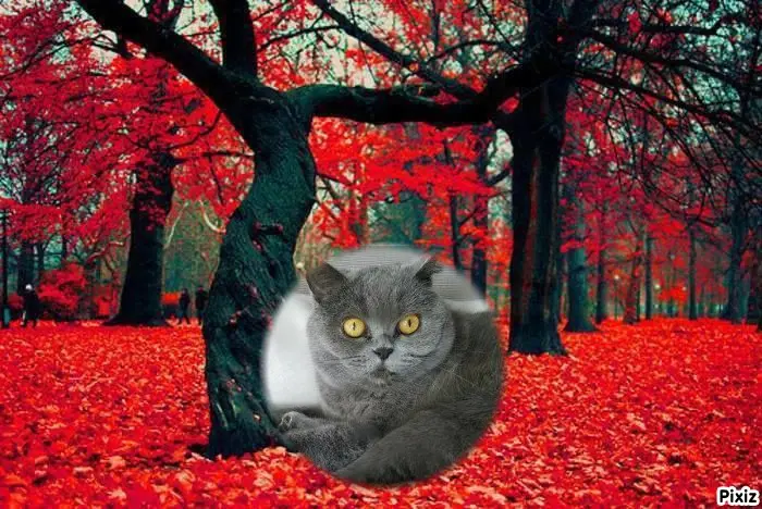 Andachtsbild von Tanja mit Timmy im Herzen 