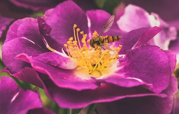 Andachtsbild von Marple an Emma und Mama Sonja