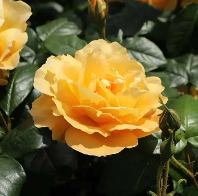 Andachtsbild von Pauline  für Emma ❤️ und Mama Sonja