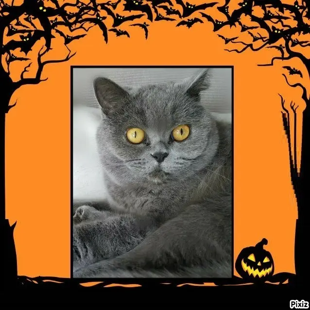 Andachtsbild von Tanja mit Timmy im Herzen 