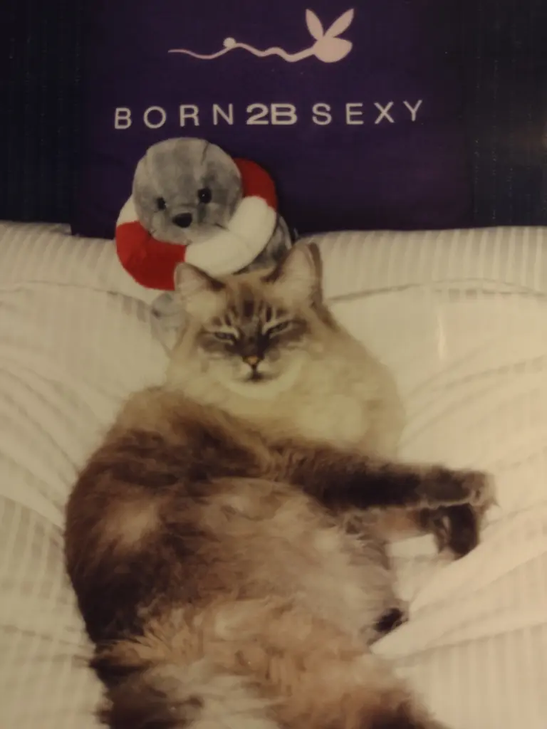 Andachtsbild von Corinna mit Emma, Pummelchen und anderen Sternleine im Herzen