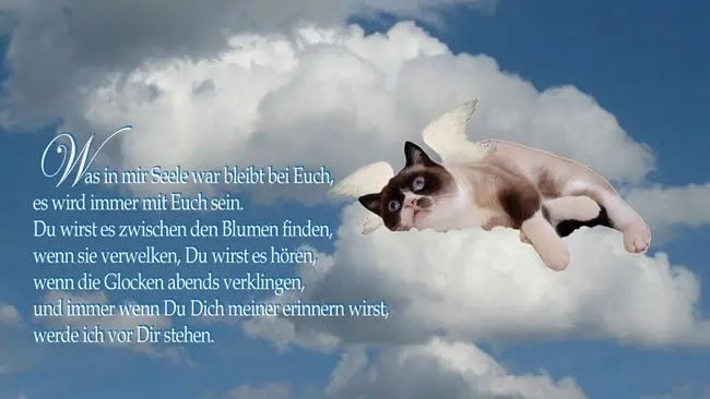 Andachtsbild von Blick in den Himmel ♥️