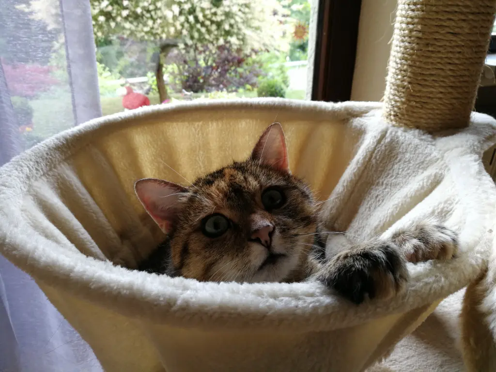 Andachtsbild von Montagsröschen für Emma ❤️