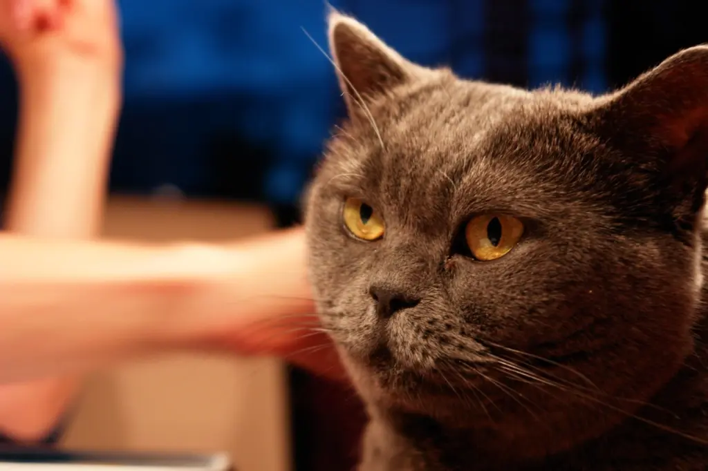 Andachtsbild von Dodo mit Miri ❤️ und Snoopy ❤️